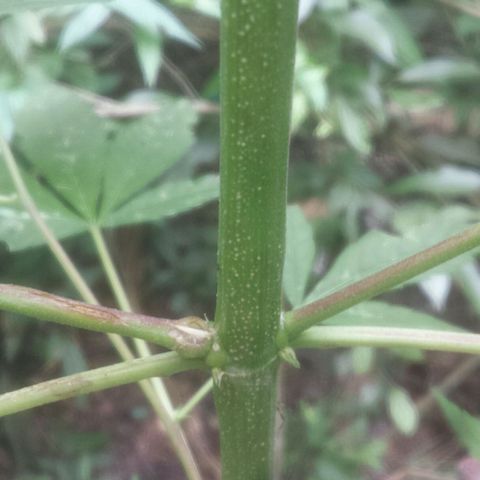 Dallikush growlog photo: Linda demais . Acompanhando cicatrização do galho quebrado . 