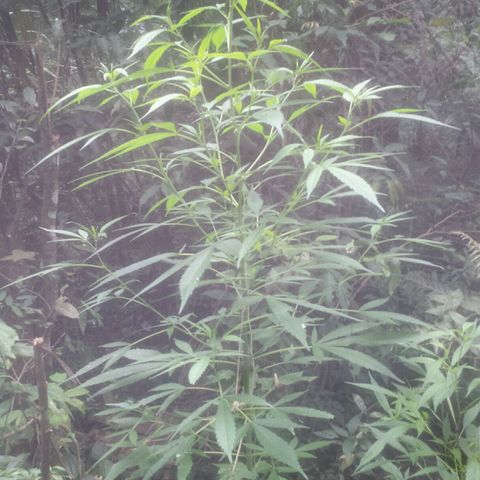 Dallikush growlog photo: Linda demais . Acompanhando cicatrização do galho quebrado . 