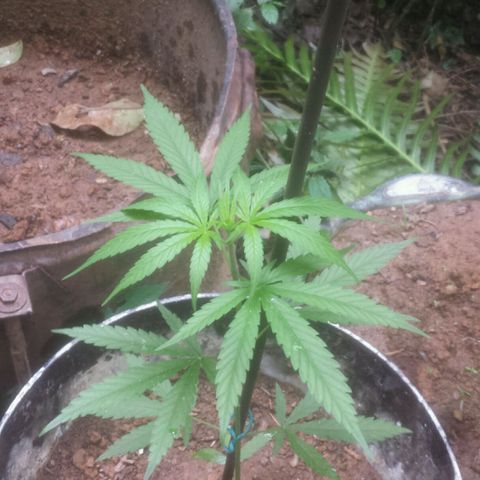 Dallikush growlog timeline photo
