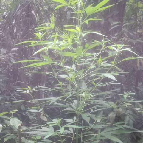 Dallikush growlog photo: Recuperação do galho. Crescimento perfeito.