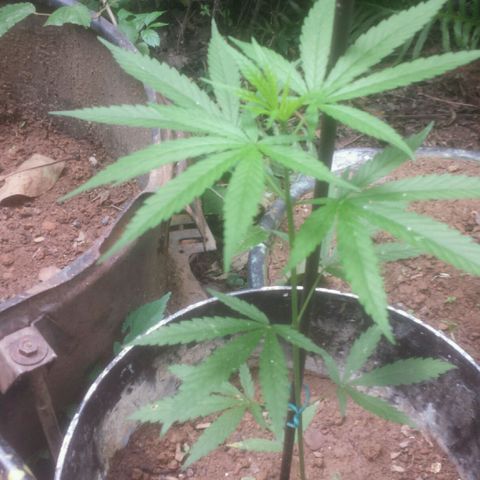 Dallikush growlog photo: Linda evolução. 