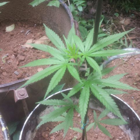 Dallikush growlog photo: Linda evolução. 