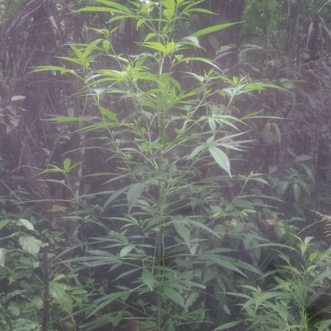 Dallikush growlog photo: Sucesso .