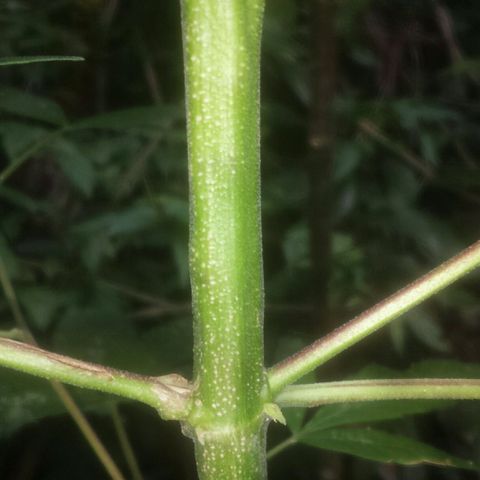 Dallikush growlog photo: Sucesso .
