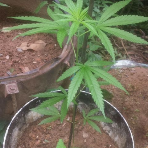 Dallikush growlog timeline photo