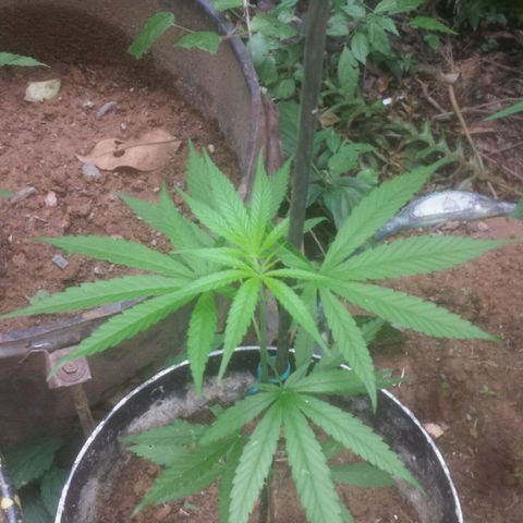 Dallikush growlog timeline photo
