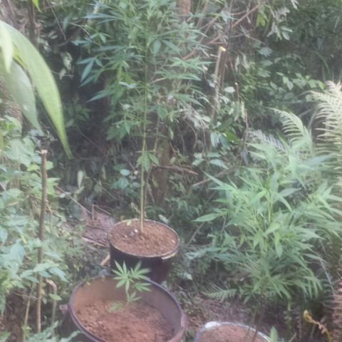 Dallikush growlog photo: Atualização do ambiente. Duas plantas direto na terra . E as duas maiores nos vasos . 