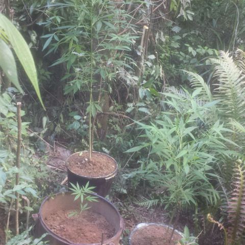 Dallikush growlog photo: Atualização do ambiente. Duas plantas direto na terra . E as duas maiores nos vasos . 