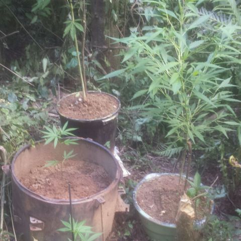 Dallikush growlog photo: Atualização do ambiente. Duas plantas direto na terra . E as duas maiores nos vasos . 