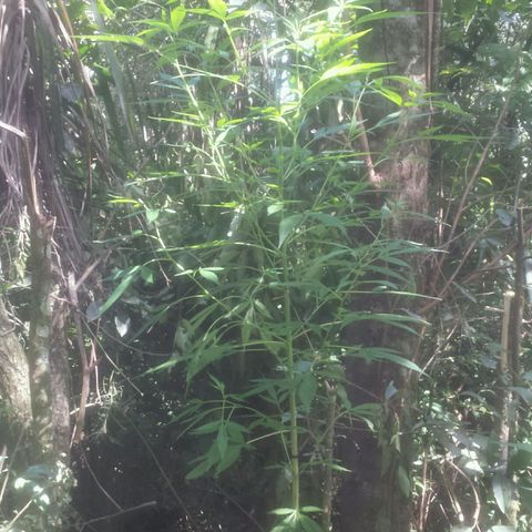 Dallikush growlog timeline photo