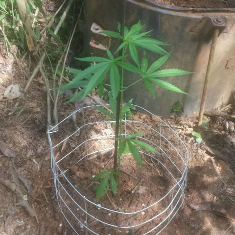 Dallikush growlog timeline photo