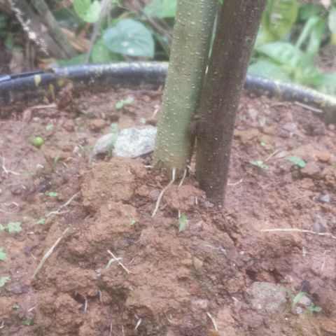 Dallikush growlog photo: Caule está bem grosso , galho que quebrou já está bem , vários galhos subindo ao topo e chegando ao 1m e meio . Algumas amarras feitas 