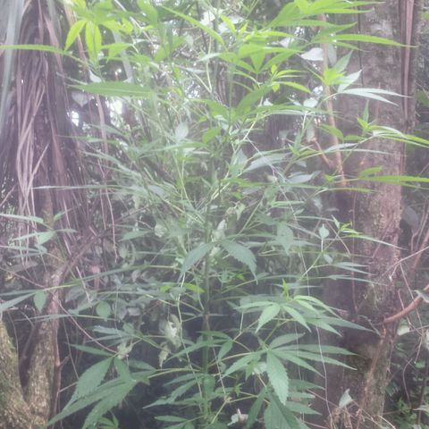Dallikush growlog photo: Caule está bem grosso , galho que quebrou já está bem , vários galhos subindo ao topo e chegando ao 1m e meio . Algumas amarras feitas 