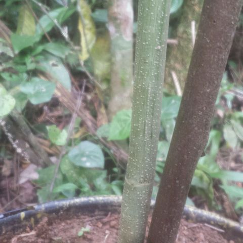 Dallikush growlog photo: Caule está bem grosso , galho que quebrou já está bem , vários galhos subindo ao topo e chegando ao 1m e meio . Algumas amarras feitas 