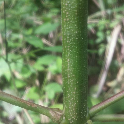 Dallikush growlog photo: Caule está bem grosso , galho que quebrou já está bem , vários galhos subindo ao topo e chegando ao 1m e meio . Algumas amarras feitas 