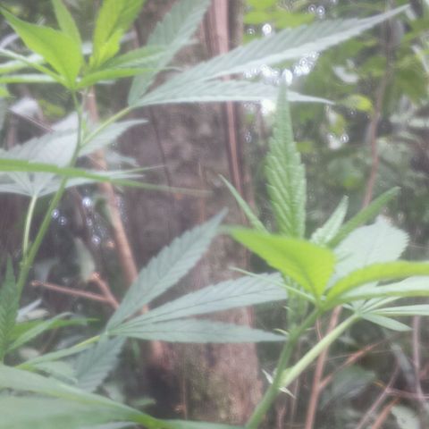Dallikush growlog photo: Caule está bem grosso , galho que quebrou já está bem , vários galhos subindo ao topo e chegando ao 1m e meio . Algumas amarras feitas 