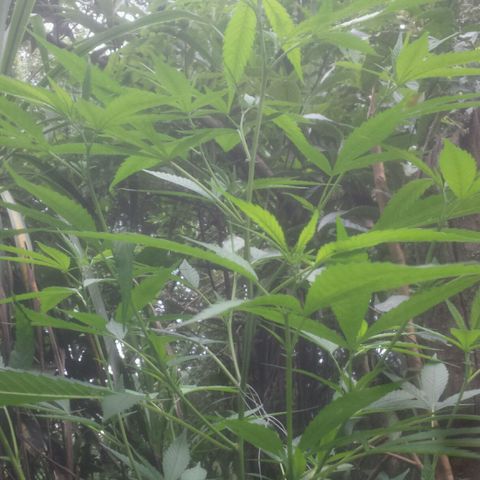 Dallikush growlog photo: Caule está bem grosso , galho que quebrou já está bem , vários galhos subindo ao topo e chegando ao 1m e meio . Algumas amarras feitas 