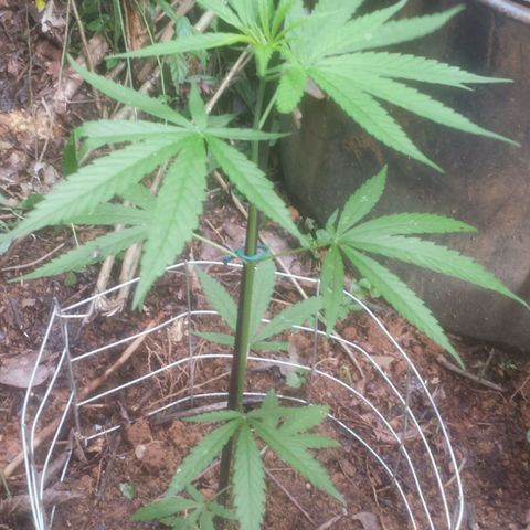 Dallikush growlog photo: Direto na terra . Jah abençoa. 