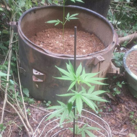 Dallikush growlog photo: Direto na terra . Jah abençoa. 