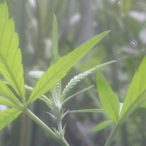 Dallikush growlog photo: Começo da floração.