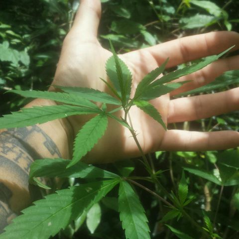 Dallikush growlog photo: Começo da floração planta com mais de 100 dias em vegetação .