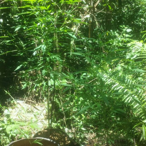Dallikush growlog photo: Começo da floração planta com mais de 100 dias em vegetação .