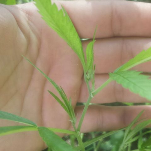 Dallikush growlog photo: Começo da floração planta com mais de 100 dias em vegetação .