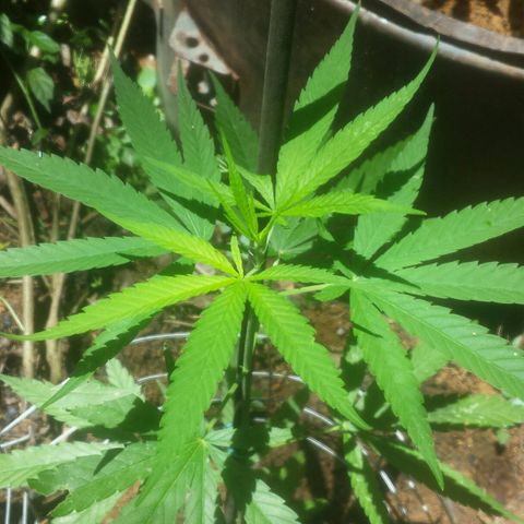 Dallikush growlog photo: Ainda não consigo indenticifar o sexo.