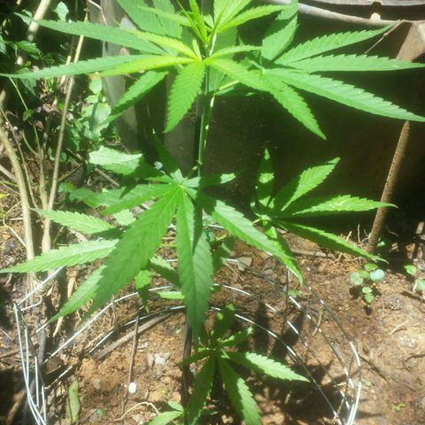 Dallikush growlog photo: Ainda não consigo indenticifar o sexo.