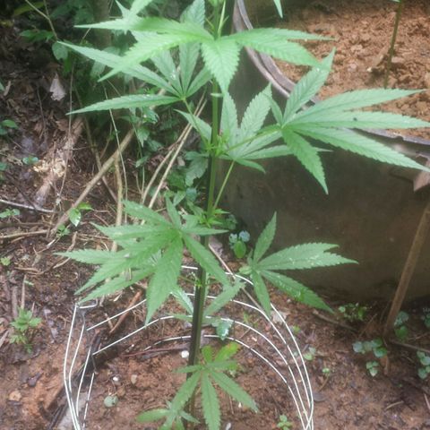 Dallikush growlog photo: Planta direto no chão , ótimo desenvolvimento porém ainda não consigo indenticifar o sexo da planta . 