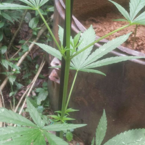 Dallikush growlog photo: Planta direto no chão , ótimo desenvolvimento porém ainda não consigo indenticifar o sexo da planta . 