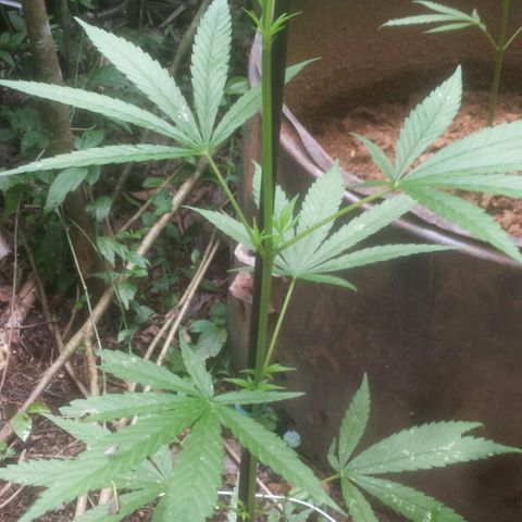 Dallikush growlog photo: Planta direto no chão , ótimo desenvolvimento porém ainda não consigo indenticifar o sexo da planta . 