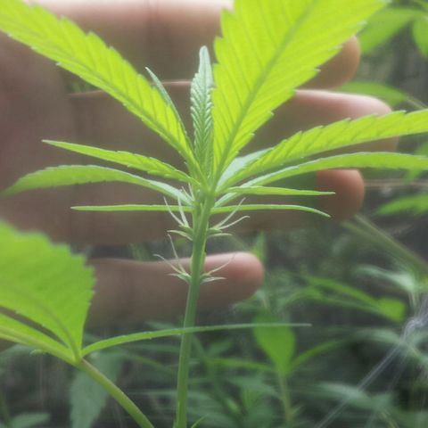 Dallikush growlog photo: Começo da floração. Galho que quebrou em baixo já começa a desenvolver mais rápido a floração que o restante do pé . 