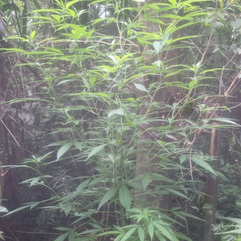 Dallikush growlog photo: Começo da floração. Galho que quebrou em baixo já começa a desenvolver mais rápido a floração que o restante do pé . 