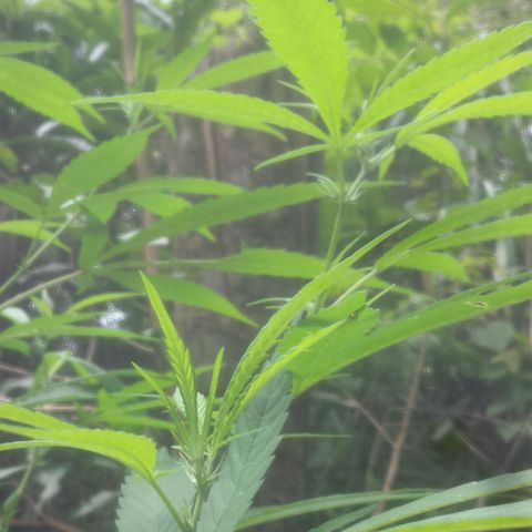 Dallikush growlog photo: Começo da floração. Galho que quebrou em baixo já começa a desenvolver mais rápido a floração que o restante do pé . 