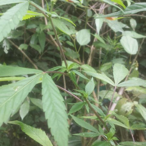 Dallikush growlog photo: Começo da floração. Galho que quebrou em baixo já começa a desenvolver mais rápido a floração que o restante do pé . 