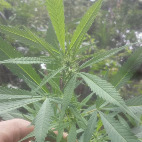Dallikush growlog timeline photo