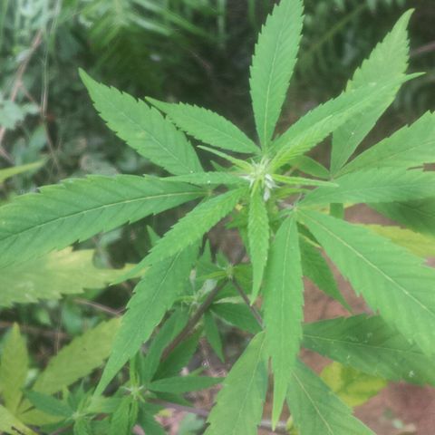 Dallikush growlog timeline photo