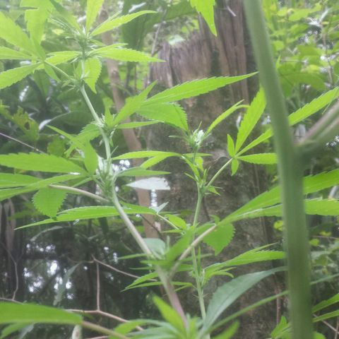 Dallikush growlog timeline photo