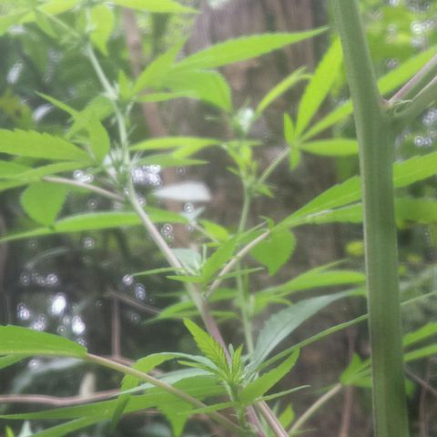 Dallikush growlog timeline photo