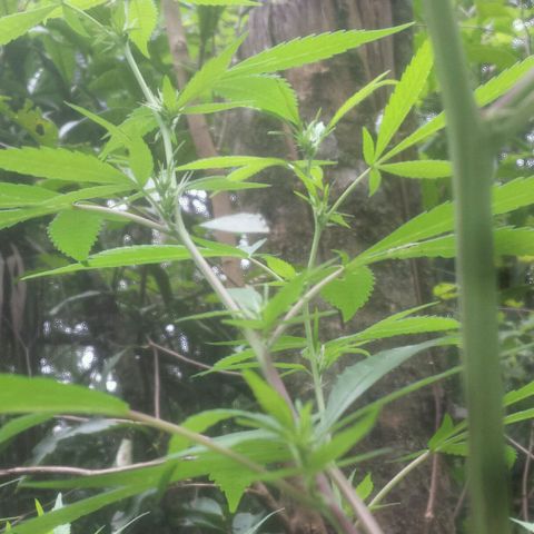 Dallikush growlog timeline photo