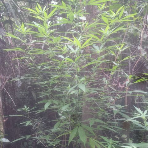 Dallikush growlog timeline photo