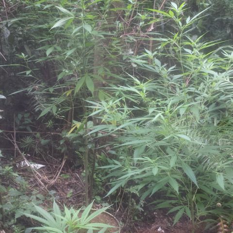 Dallikush growlog timeline photo