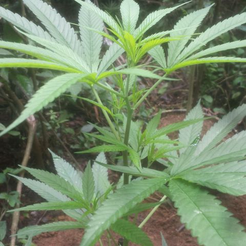 Dallikush growlog timeline photo