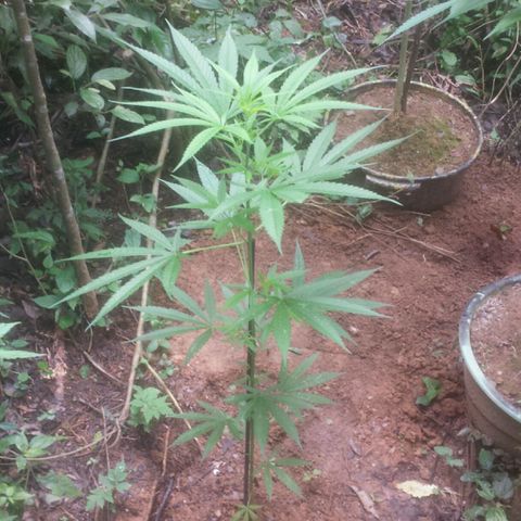 Dallikush growlog timeline photo