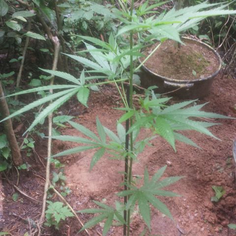 Dallikush growlog timeline photo