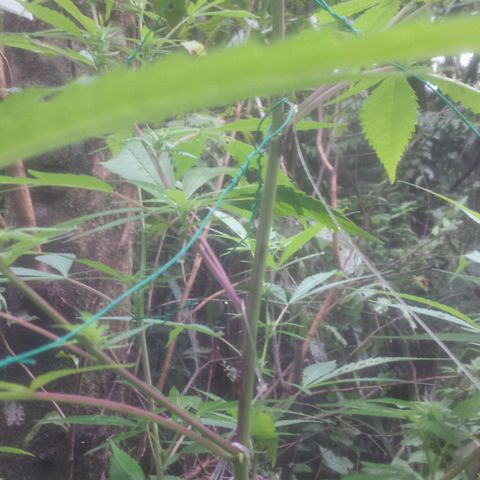 Dallikush growlog photo: Mês de janeiro de muita chuva todos os dias chuva .