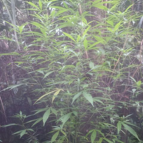 Dallikush growlog photo: Mês de janeiro de muita chuva todos os dias chuva .