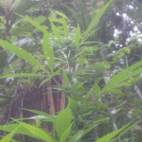 Dallikush growlog photo: Mês de janeiro de muita chuva todos os dias chuva .
