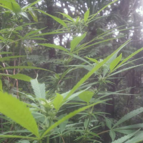 Dallikush growlog photo: Mês de janeiro de muita chuva todos os dias chuva .